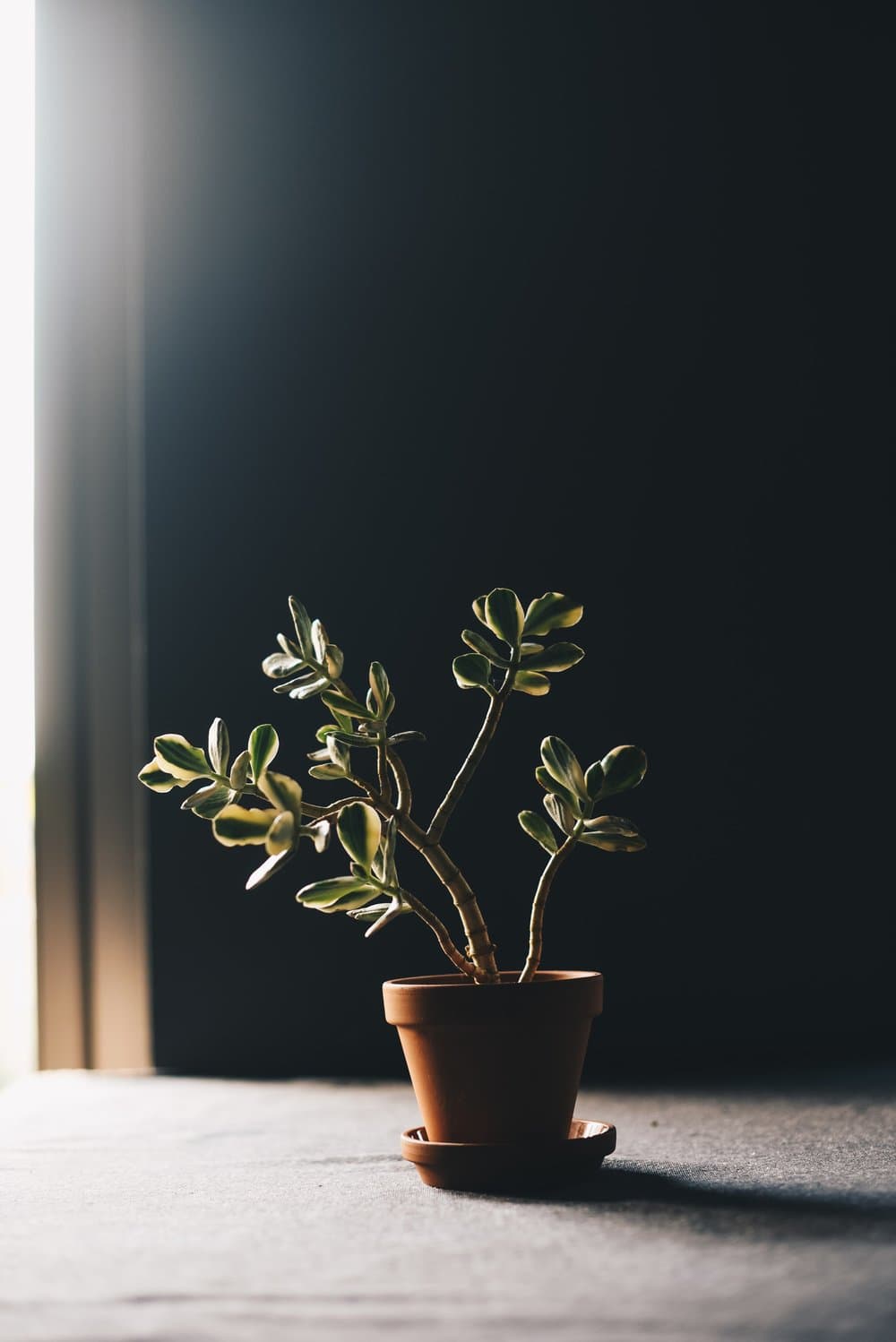 Plants